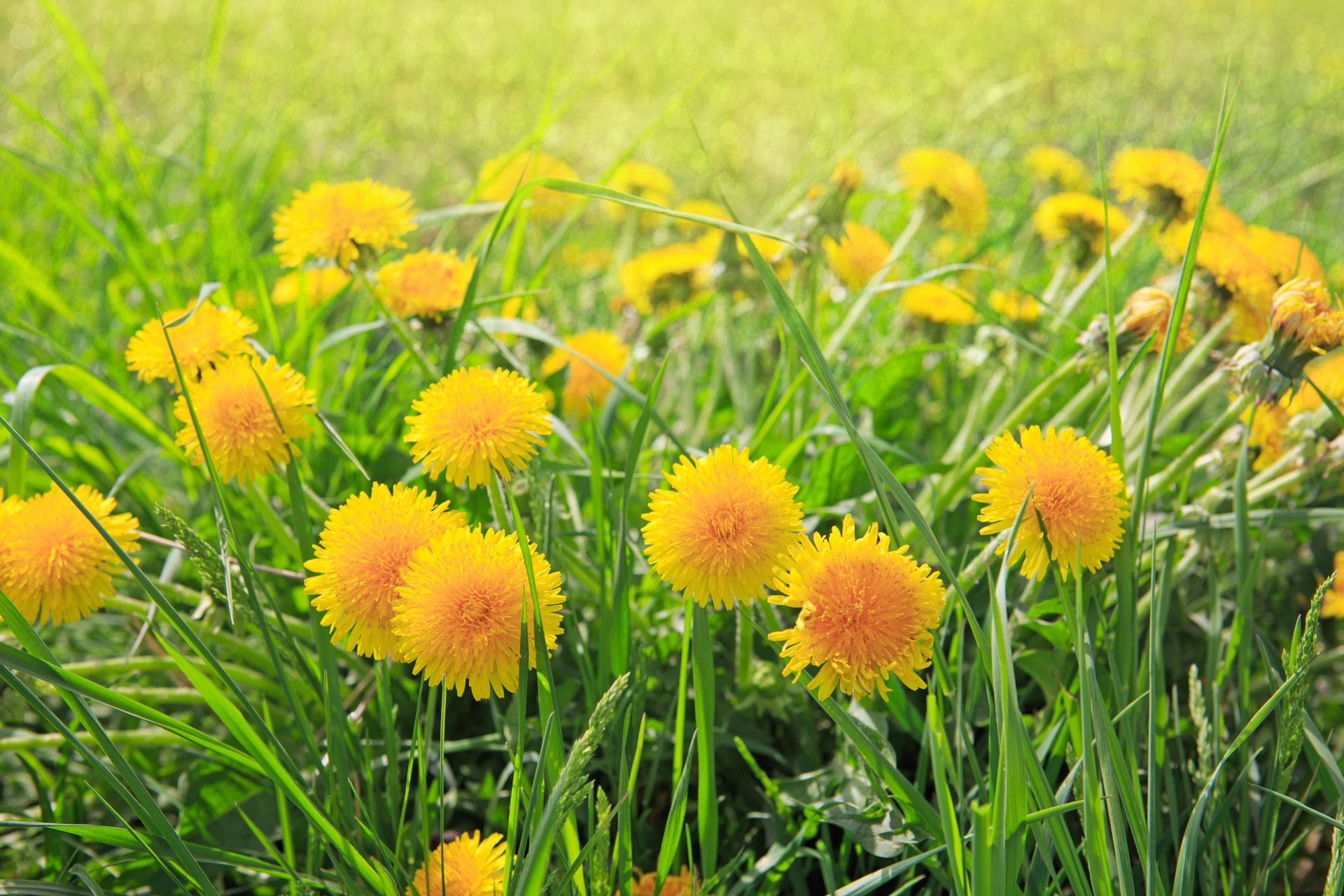 Dandelion flowers