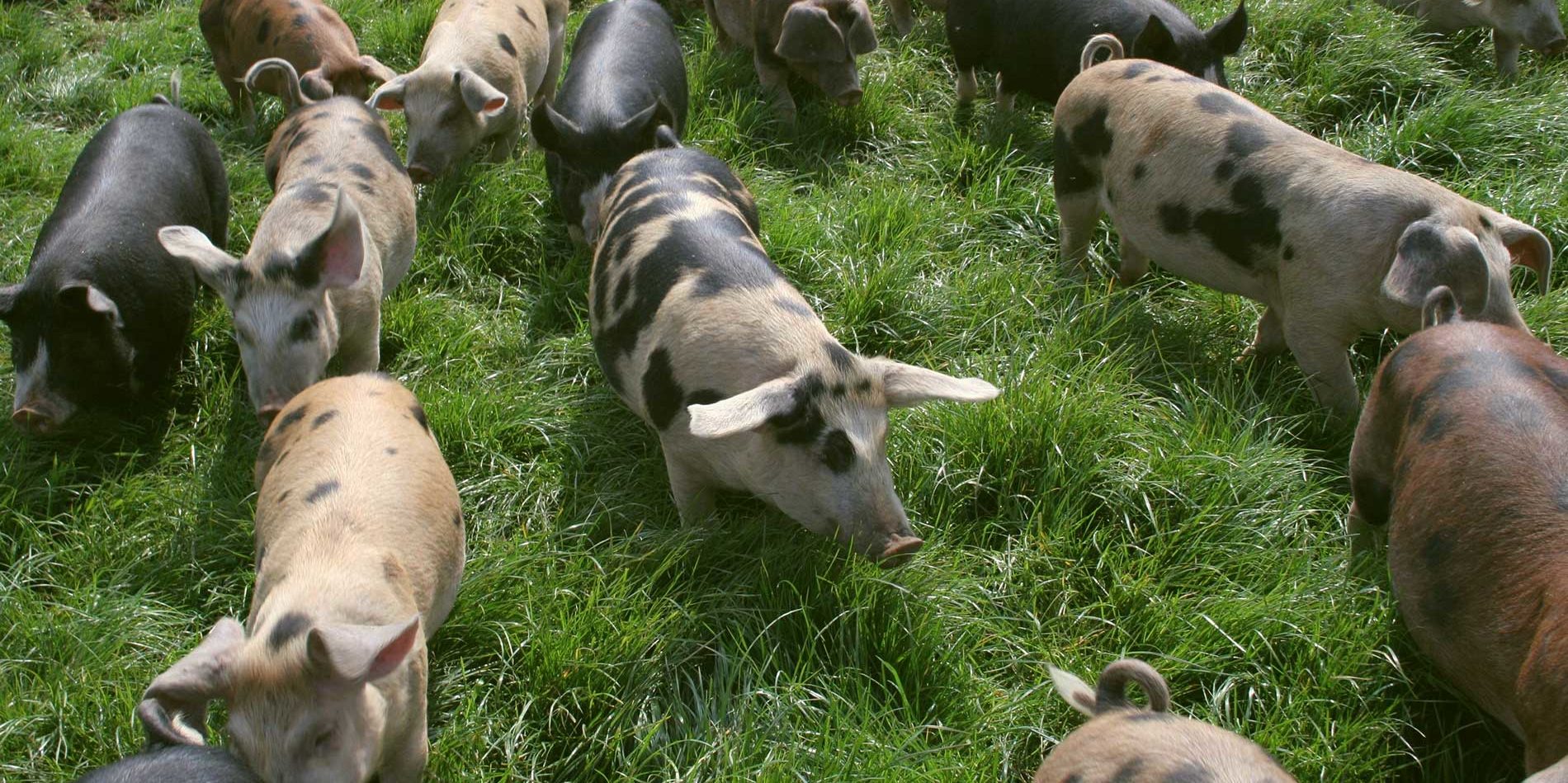 pigs on pasture