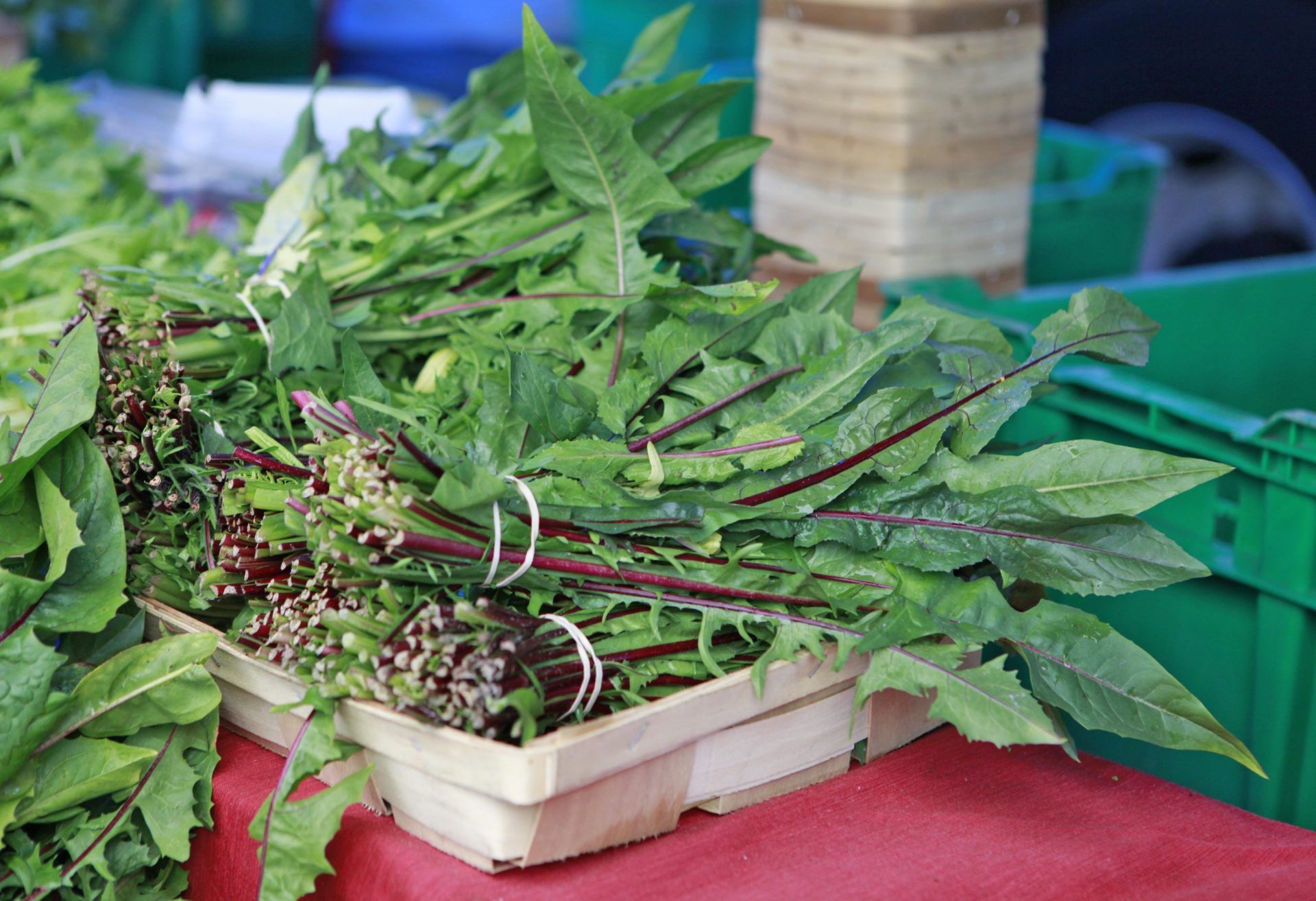 edible weeds