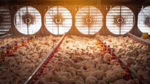 Chickens crammed in a factory farm. Photo credit: Polawat/Adobe Stock. 