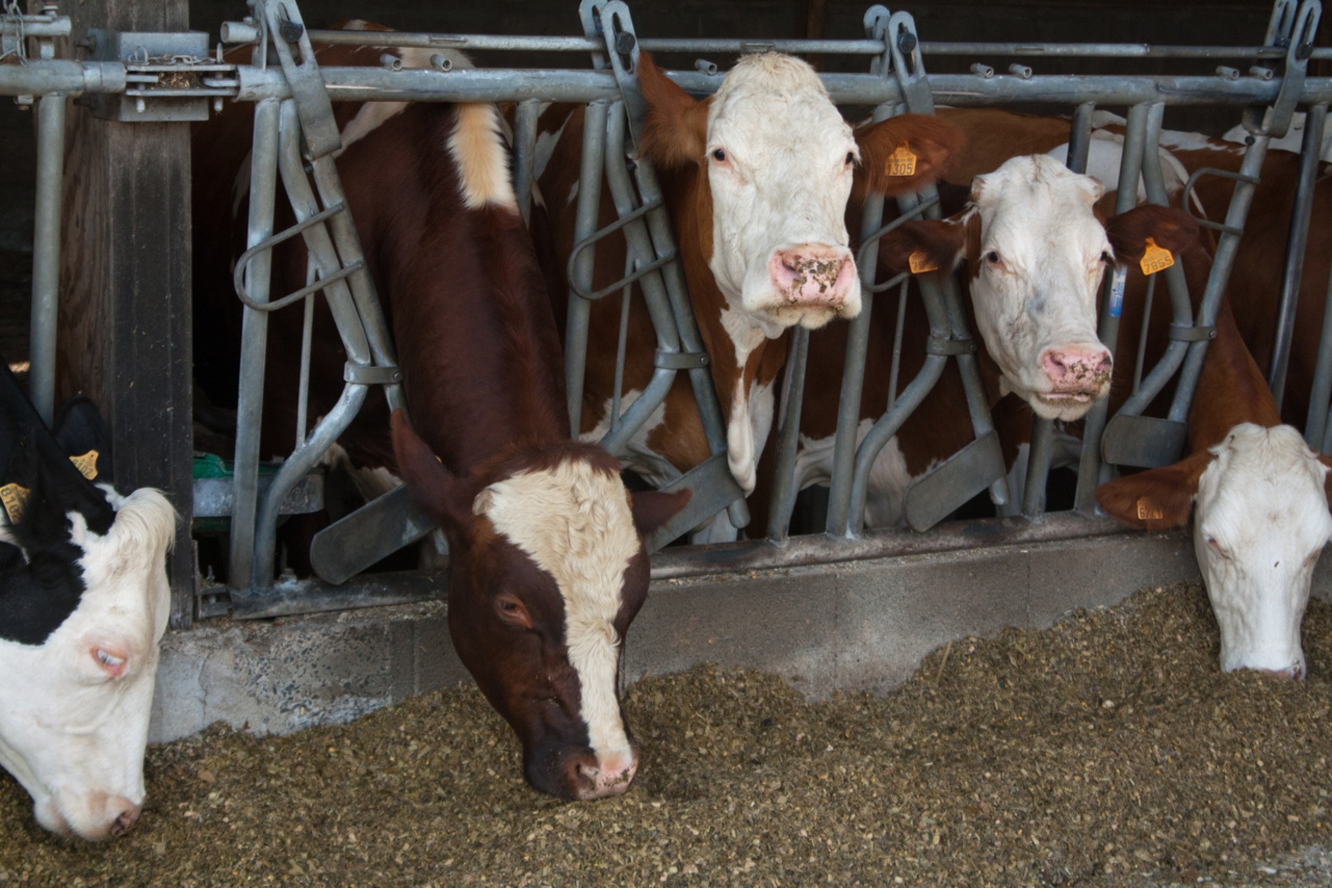 cows eating feed