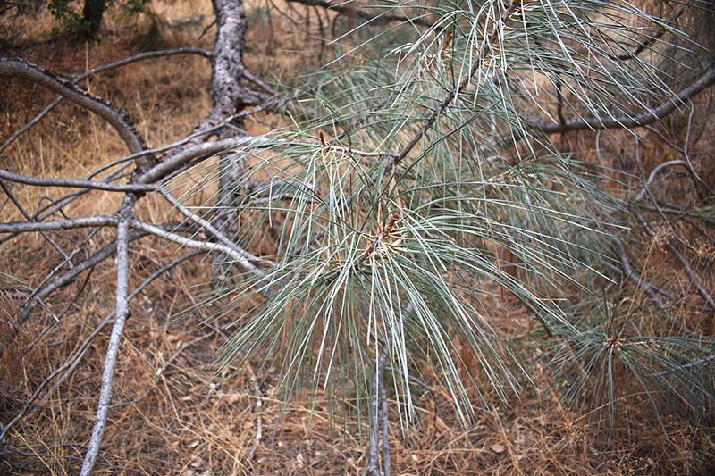 Foraging on Santa Margarita Ranch