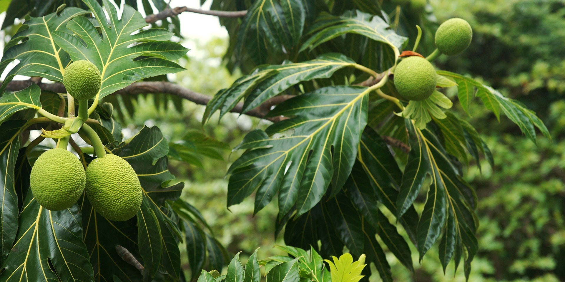 Local Food System in Hawaii Header