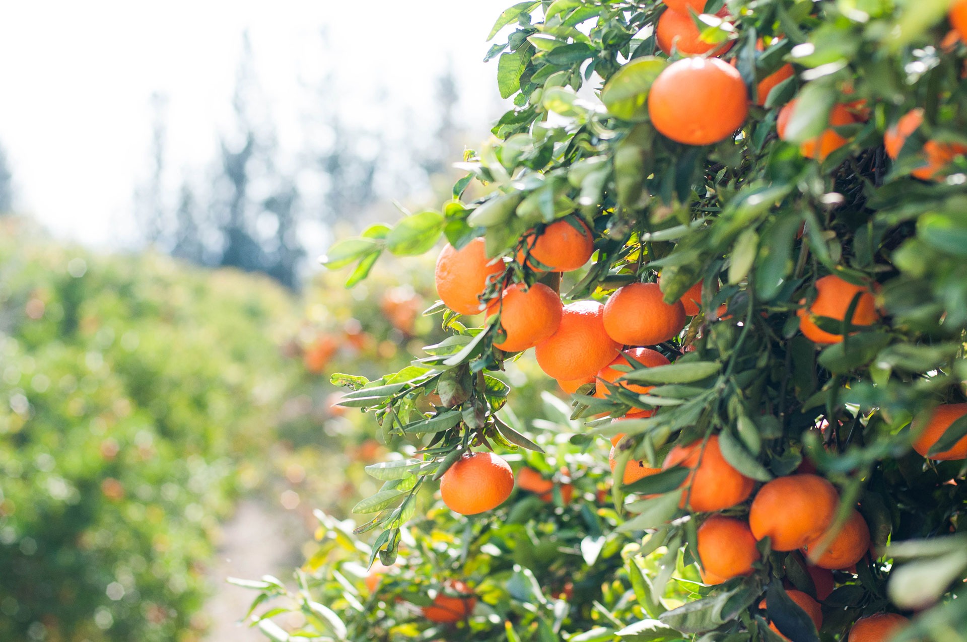 Orange trees