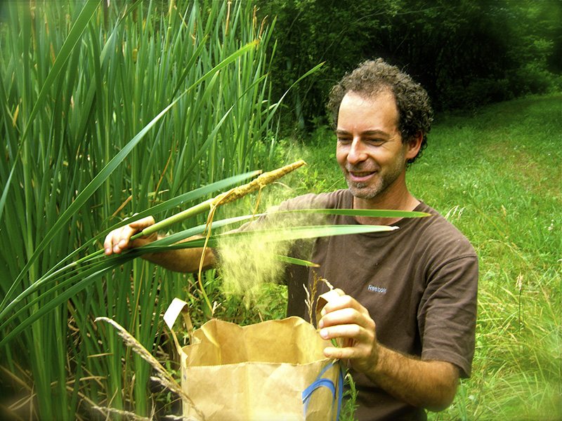 Alan Muskat foraging cattail pollen