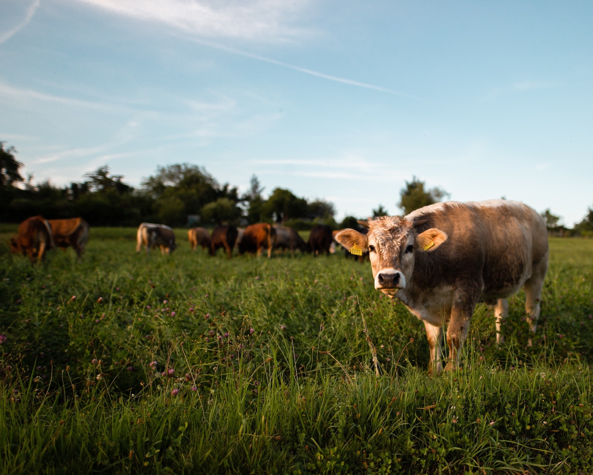 cow standing in field