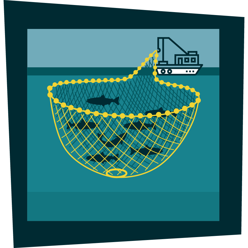 purse seine