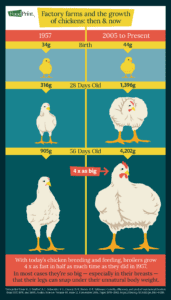 Infographic: Factory Farms and the Growth of Chickens: Then and Now