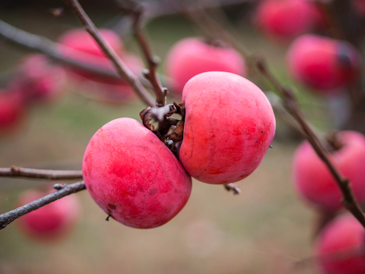 reddish pink persimmon on the tree